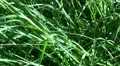 Blue darter dragonfly zoom view in grassland HD Footage