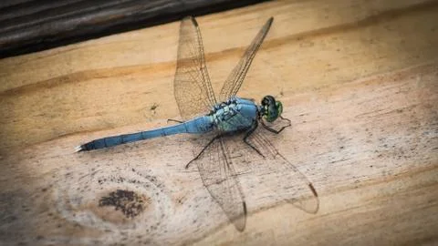 Blue Dasher Dragon Fly 库存照片