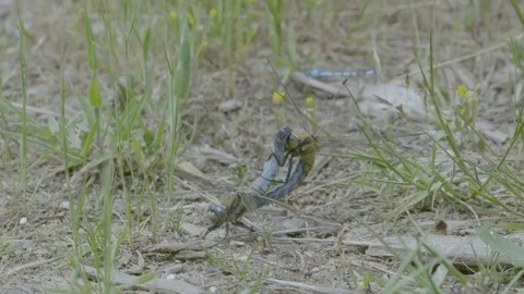 Blue Dasher Dragonflies Mating Vídeos de archivo 81143908
