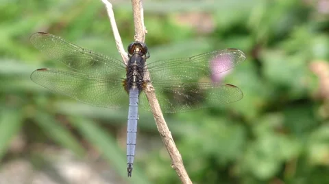 Blue Dasher Dragonfly Stock Footage 50097706