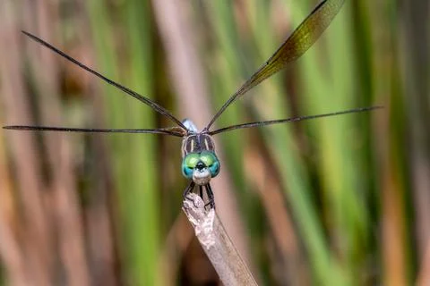 Blue Dasher Dragonfly Perched on Branch Macro Close-Up Fotos de archivo