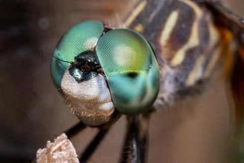 Blue Dasher Dragonfly Perched on Branch Macro Close-Up Fotos de archivo