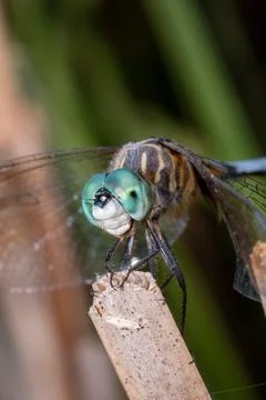 Blue Dasher Dragonfly Perched on Branch Macro Close-Up Fotos de archivo