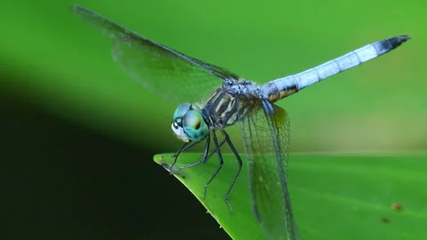 Blue Dasher dragonfly perched on leaf Stock Footage 338124945
