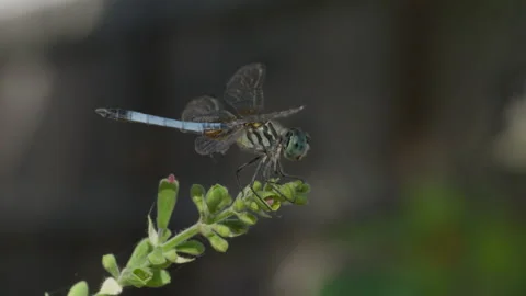 Blue Dasher Dragonfly Perched on Plant Stem, 4K Macro Wildlife Footage Stock Footage 342086682