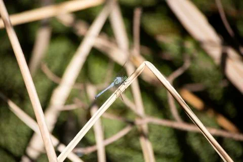 Blue Dasher Dragonfly Stock Photos
