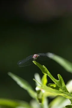 Blue Dasher Dragonfly Stock Photos