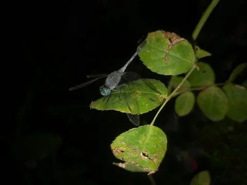 Blue dasher dragonfly Stock Photos