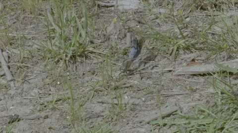 Blue Dasher Dragonfly Resting Vídeos de archivo 81141603