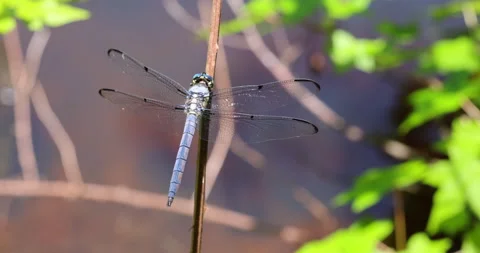 Blue Dasher Dragonfly resting on a stem by a farm pond on a summer afternoon Stock Footage 201941354
