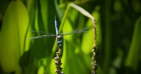 Blue Dasher Dragonfly Sitting on  Stem with Green Leaves Stock Footage 91268833