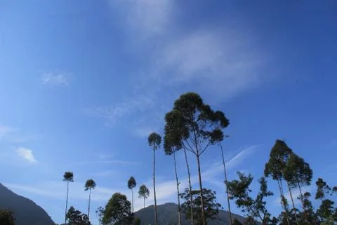 Blue days Stock Photos