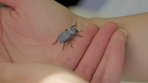 Blue death feigning beetle on hand Stock Footage 292703491