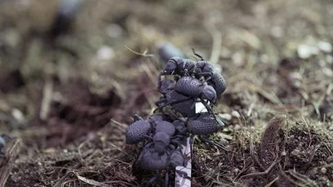 Blue Death Feigning Beetles (Asbolus verrucosus) Stock Footage 330498284