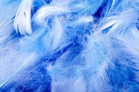 Blue decorative feathers Stock Photos