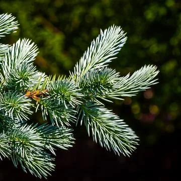 Blue decorative spruce Stock Photos