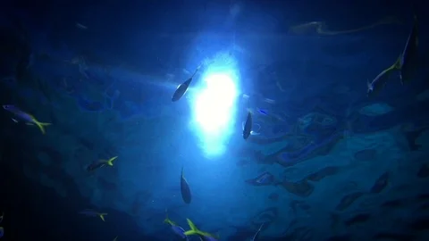 Blue Deep Aquarium Stock Footage 111831748