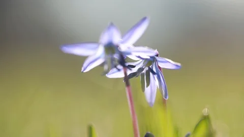 Blue delicate flower on a framed background Stock Footage 112320076