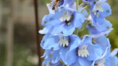 Blue delphinium close up and bees Stock Footage 64235670