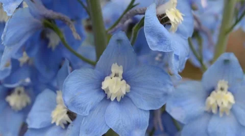 Blue delphinium close up  and bees Stock Footage 64235714