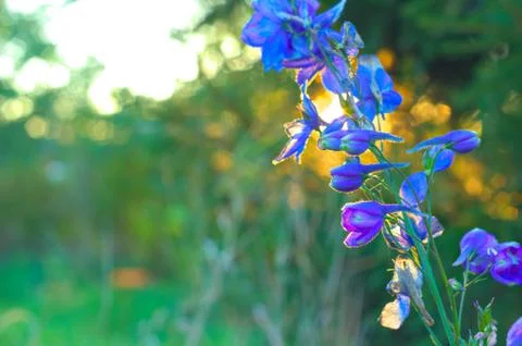 Blue delphinium flower on green background with sunset sun shining Stock Photos