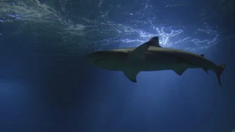 Blue depths with light beams highlighting a passing shark, light refracting.. Stock Footage 291869171