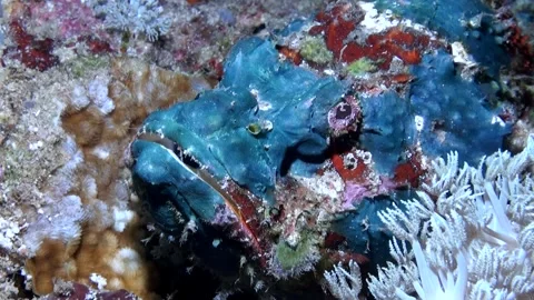   Blue Devil Scorpionfish / False Stonefish (Scorpaenopsis diabolus) Face Stock Footage 143719722