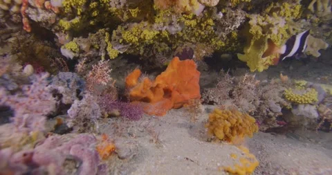 Blue Devil Swims In The Burrow, 8K Stock-Footage 331748196