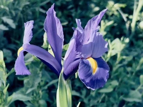 Blue Diamond Dutch Iris Stock Photos