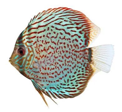 Blue discus fish Stock Photos