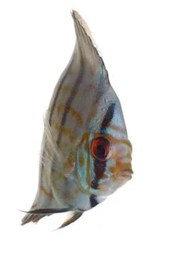 Blue discus Stock Photos
