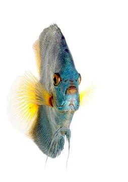 Blue discus Stock Photos