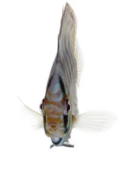 Blue discus Stock Photos