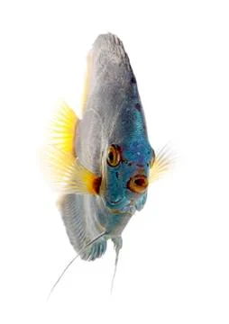 Blue discus 스톡 사진