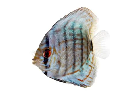Blue discus Stock Photos