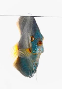 Blue discus Stock Photos