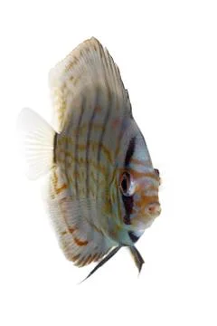 Blue discus Stock Photos