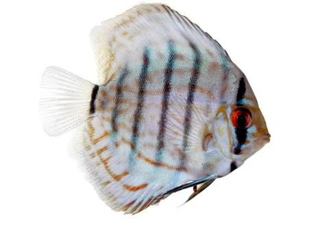 Blue discus Stock Photos