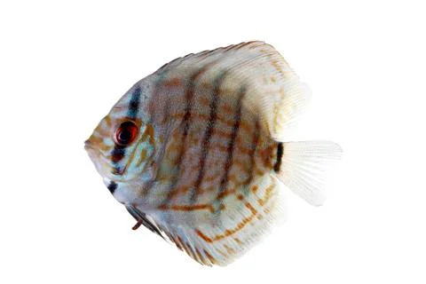 Blue discus Stock Photos