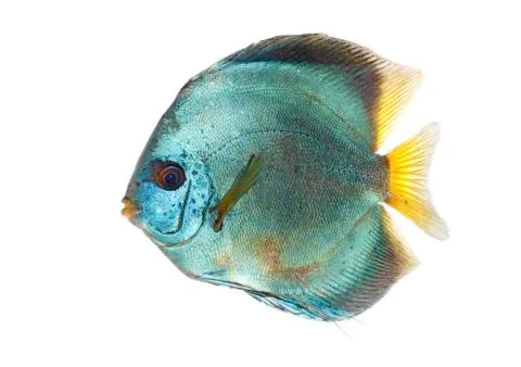 Blue discus Stock Photos