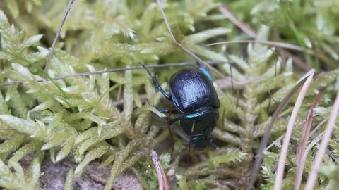 Blue dor beetle hides in the moss, zoom in Stock Footage 74363546