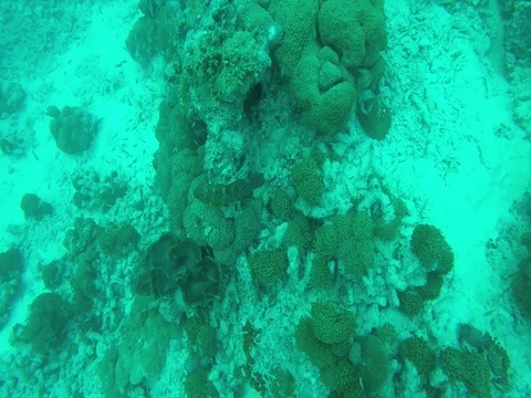 A Blue Dot Grouper in the Maldives Stock-Footage 81000126