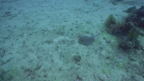 Blue Dot Ray Swimming Over Seabed Underwater Red Sea Egypt Stock Footage 102892453