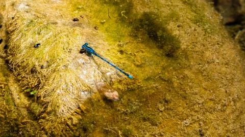 Blue double-lined dragonfly on a river stone Stock Photos