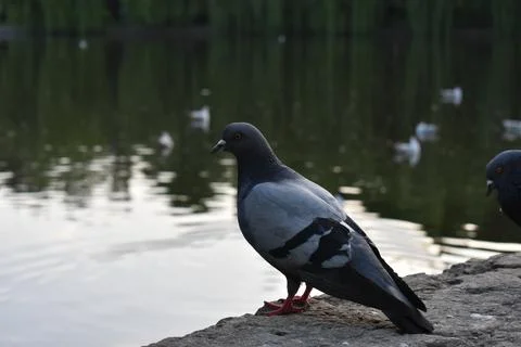 Blue dove Stock Photos