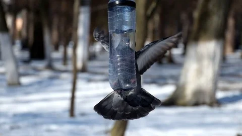 Blue dove is trying to climb into a small bird feeder made from a plastic Stock Footage 89137239