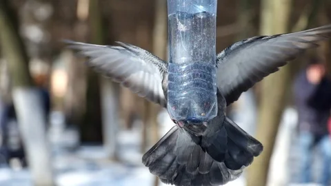 Blue dove is trying to climb into a small bird feeder made from a bottle Stock Footage 89200351