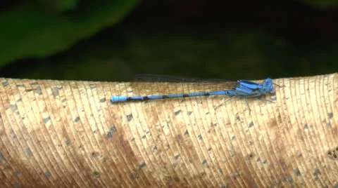 Blue Dragon Fly Stock-Footage 23577410