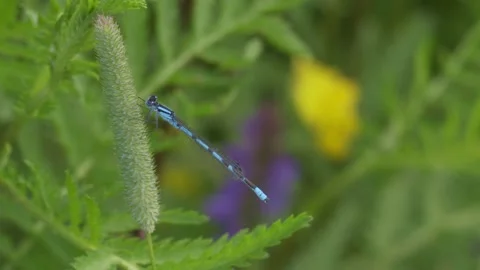Blue dragon fly Stock Footage 201621486