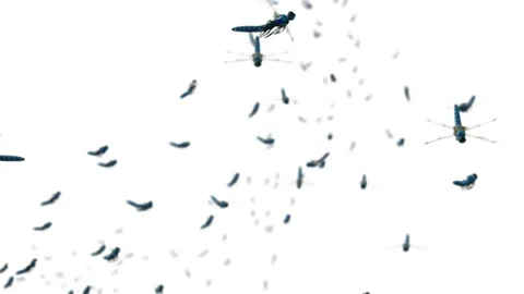 Blue dragonflies fly in front of the camera against a white background. Stock Footage 246316405